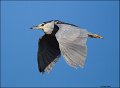 _5SB5749 black-crowned night-heron